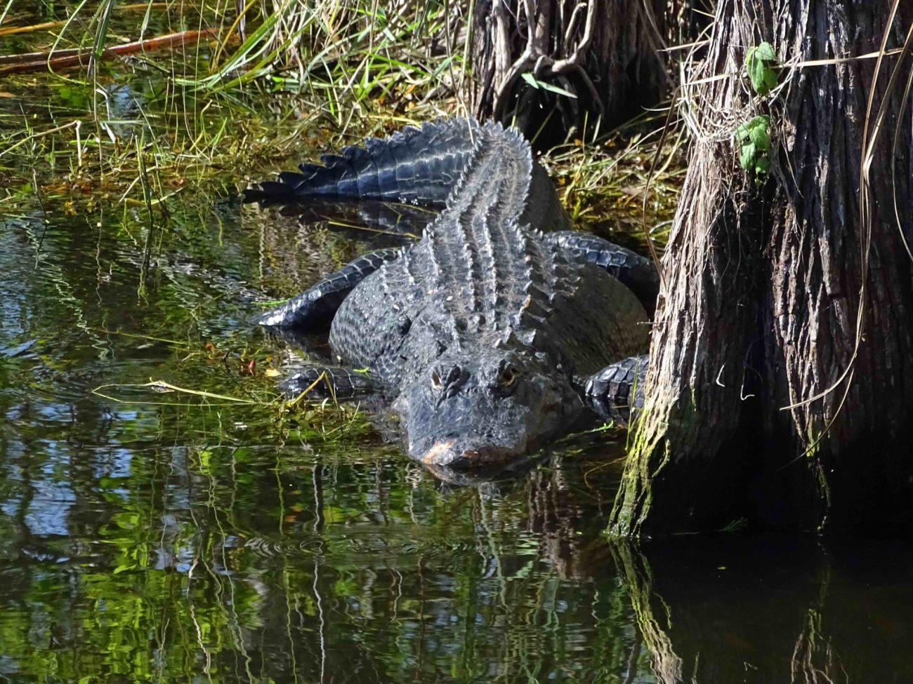 visiter miami en famille visiter les everglades en français les everglades en famille airboat alligator tortue miami off road