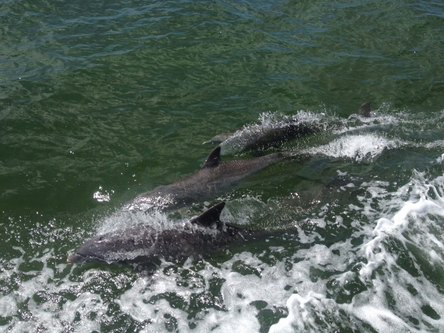 famille visiter miami en famille que faire a miami avec des enfants croisière bateau baie de biscayne dauphins baignade maisons des stars visite en français miami off road